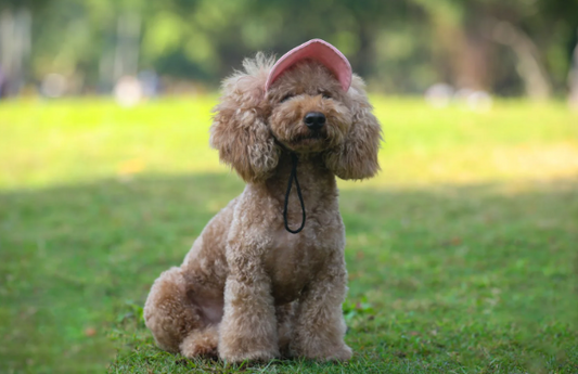 Adjustable Pet Dog Travel Cute Baseball Hat Sun Cap Visor Hat with Ear Holes Outdoor Sport Pet Supplies